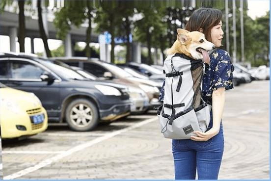 Bärväska, ryggsäck för hund